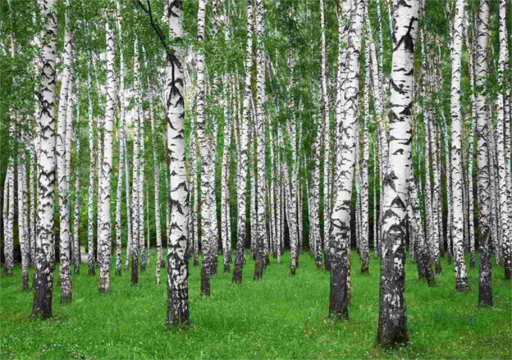 Fototapet Summer Birch Forest