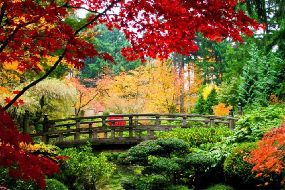 Fototapet Japanese Garden