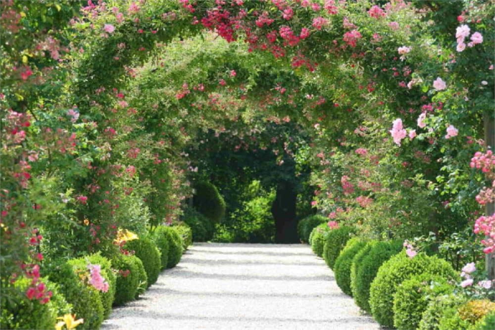 Fototapet Rose Arch Garden