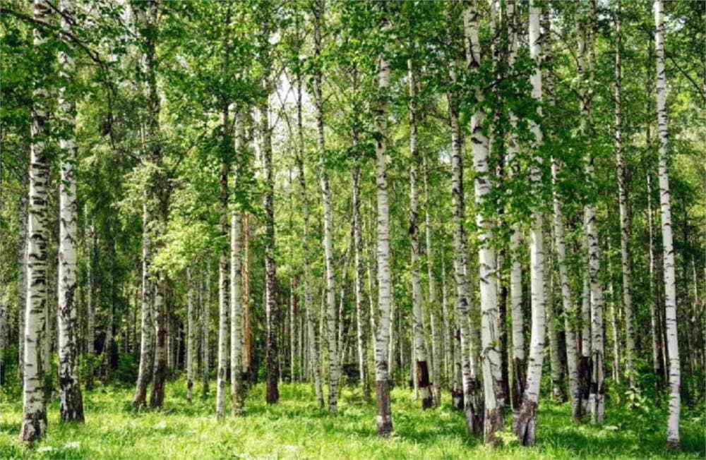 Fototapet Birch Forest