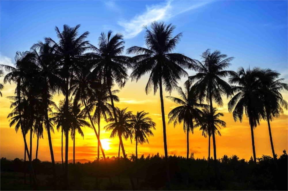 Fototapet Coconut Palm Trees