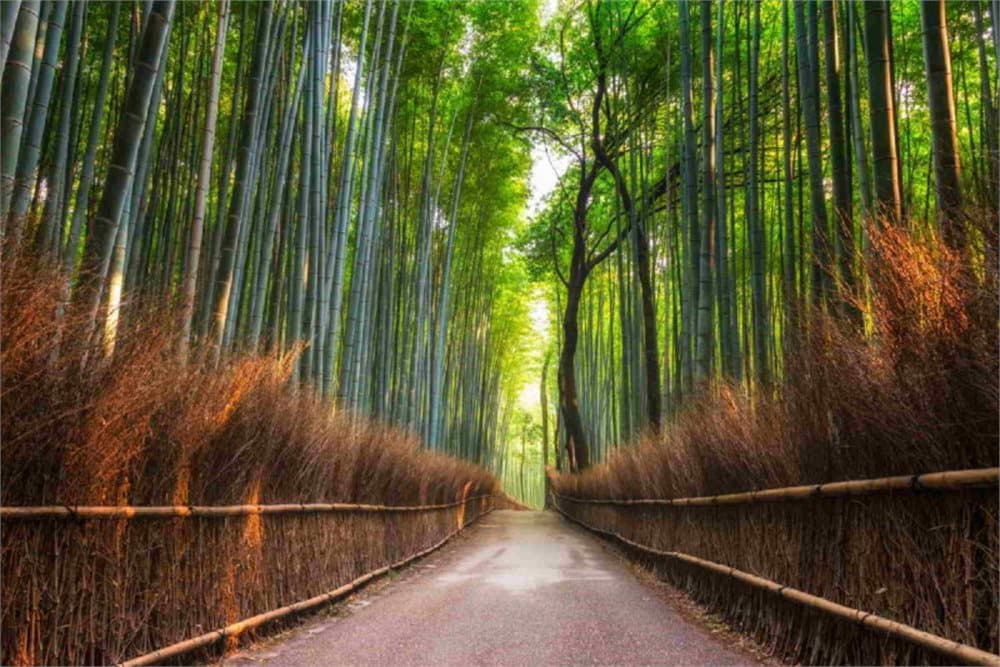 Fototapet Bamboo Grove of Kyoto