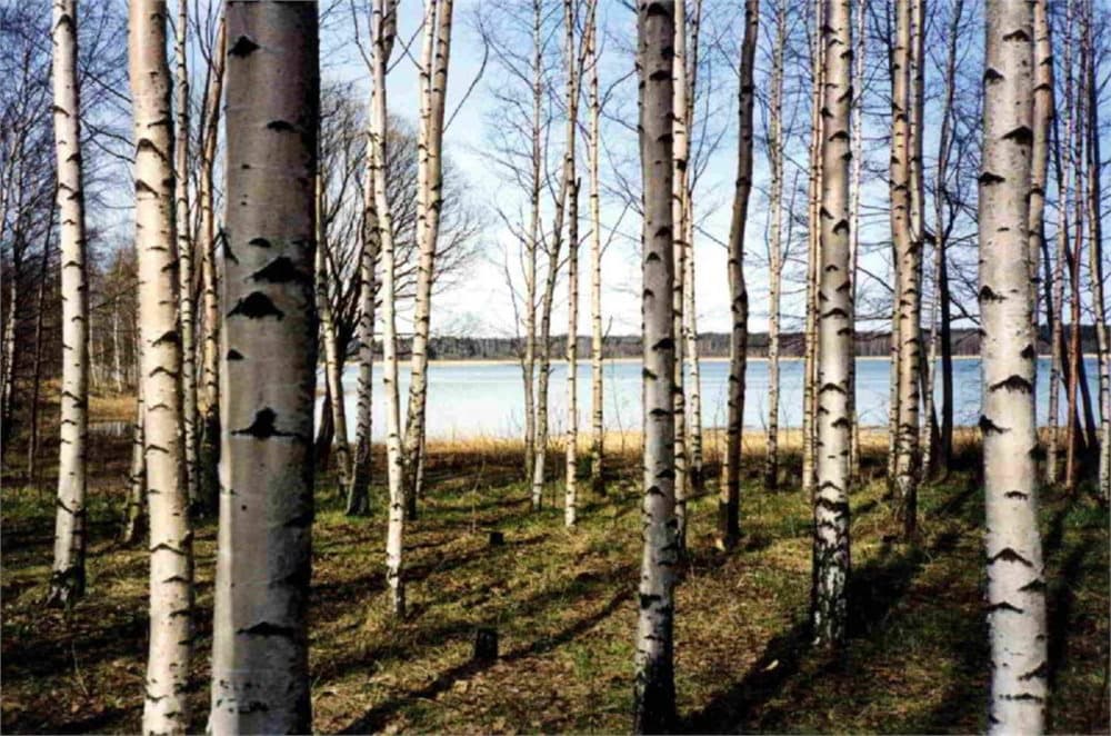Fototapet Finnish Forest of Birch Trees