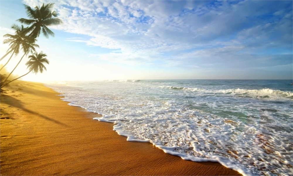 Fototapet Palm Beach Sri Lanka