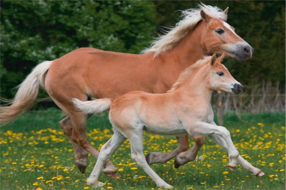 Fototapet Horses