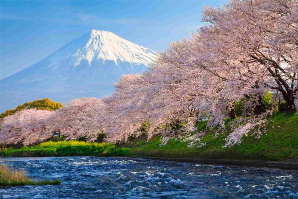 Fototapet Fuji and Sakura