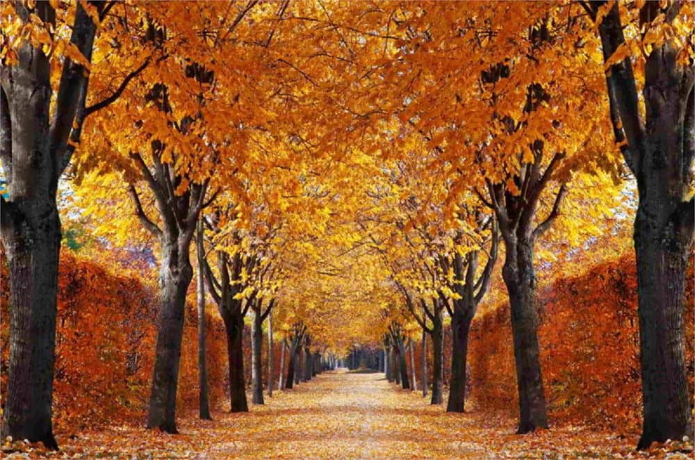 Fototapet Autumn Alley
