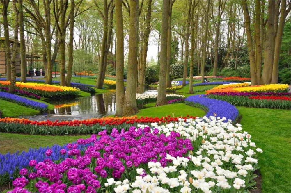 Fototapet Tulips in Keukenhof Park