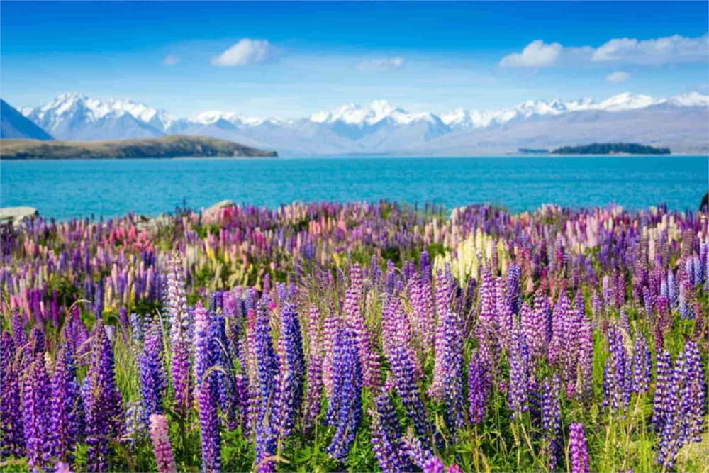 Fototapet Montain Lake with Flowers