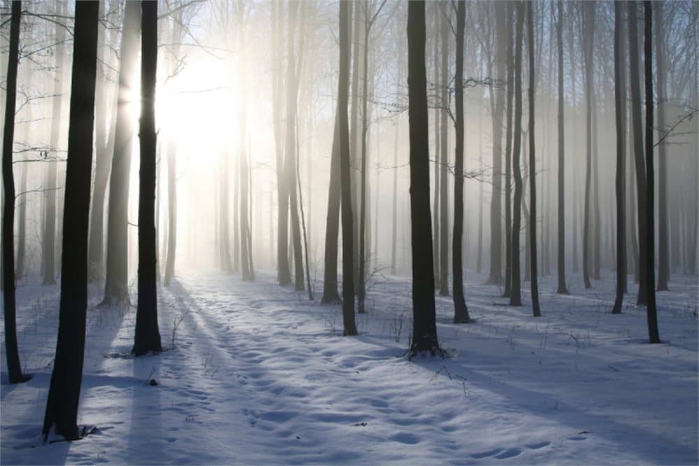Fototapet Misty Winter Forest
