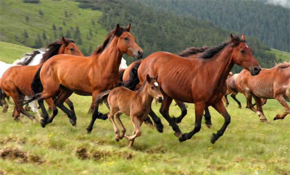 Fototapet Wild Horses
