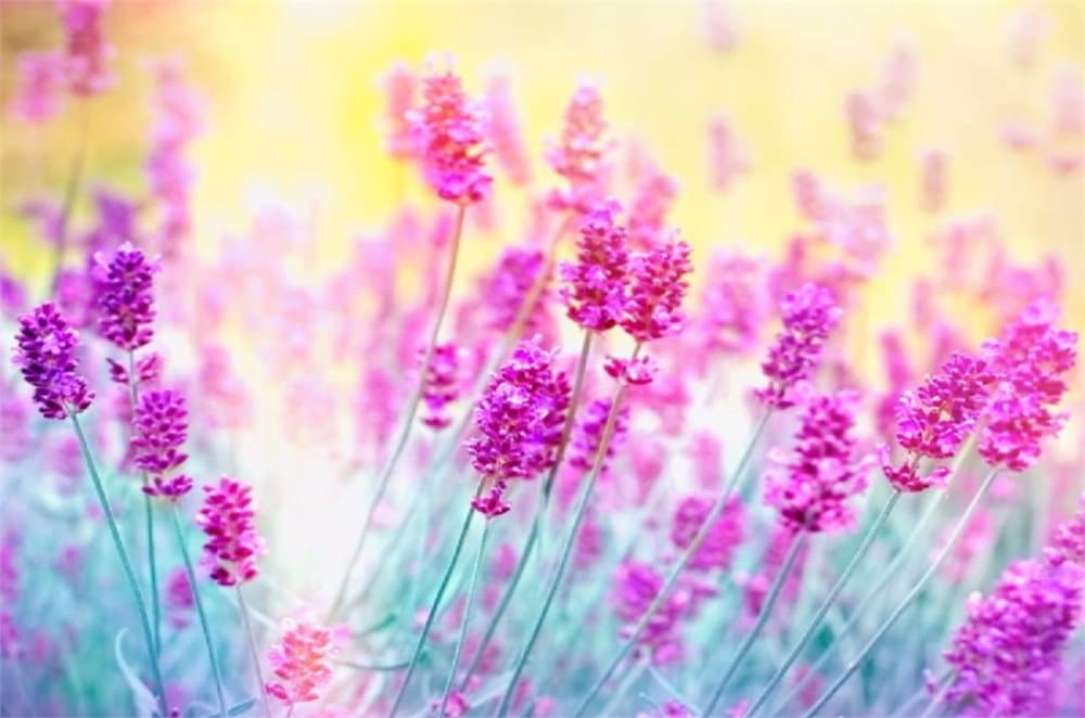 Fototapet Lavender flower