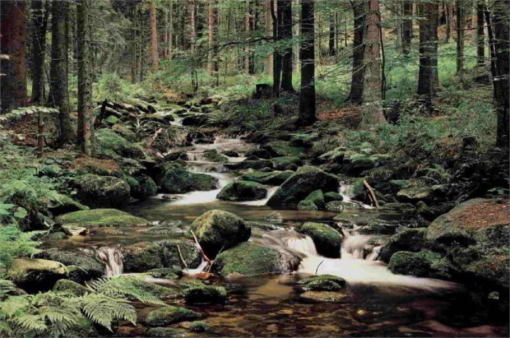 Fototapet Nature