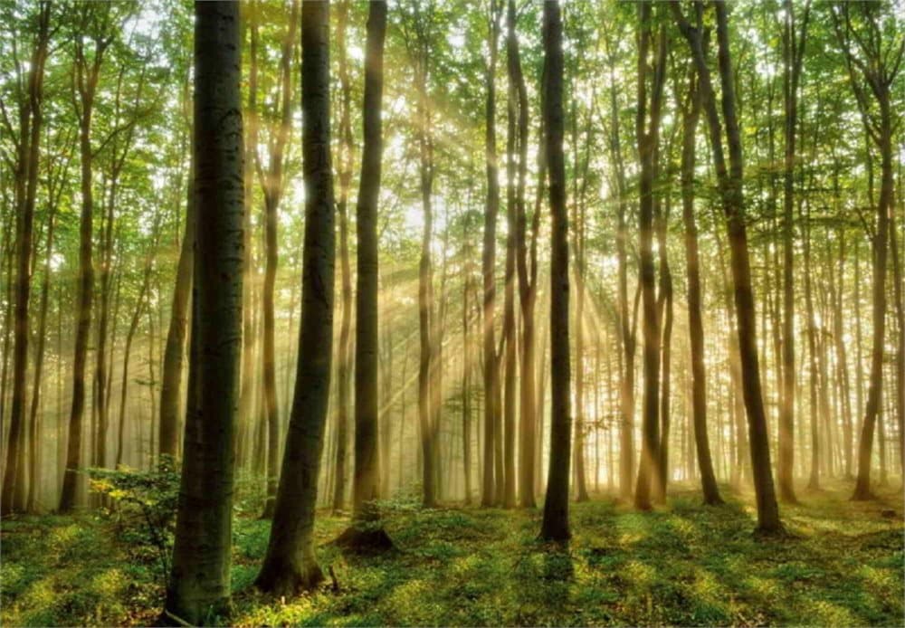 Fototapet Forest