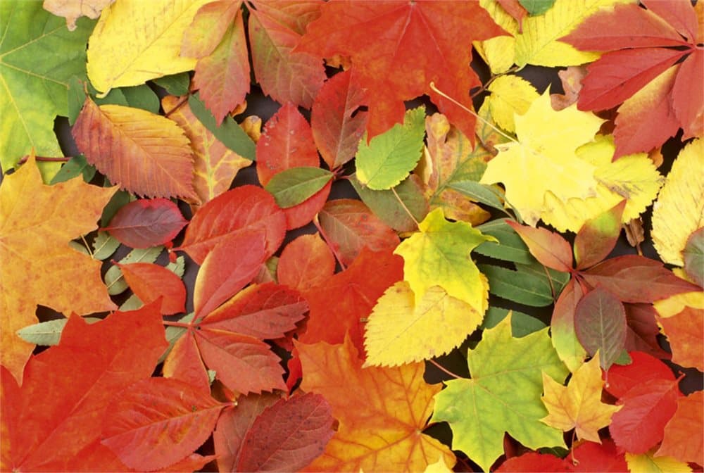 FOTOTAPET EASY UP COLOURFUL LEAVES