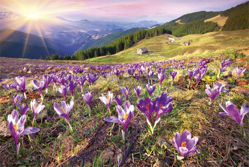 FOTOTAPET EASY UP CROCUSES AT SPRING