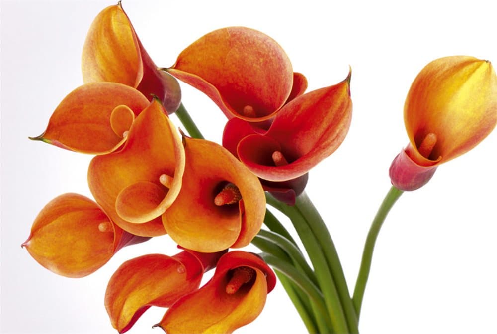FOTOTAPET EASY UP CALLA
