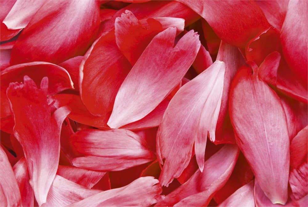 FOTOTAPET EASY UP RED PETALS