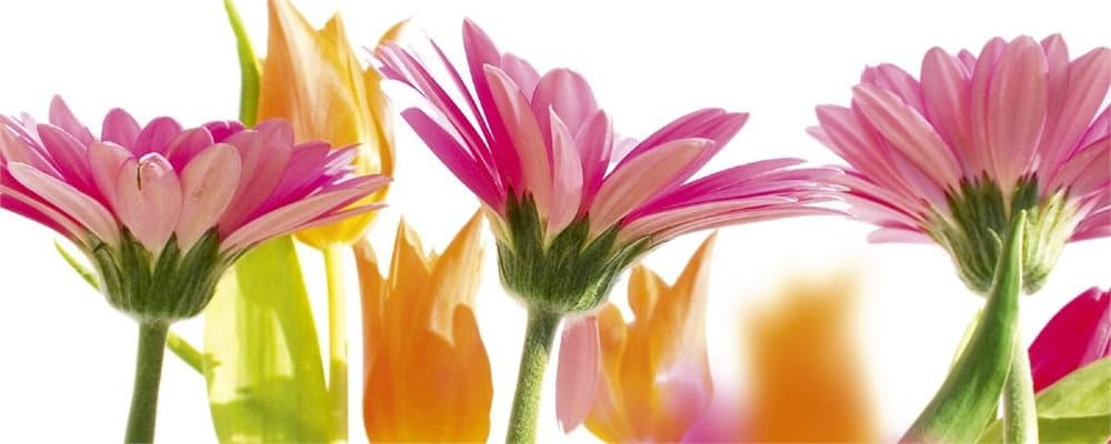 Panorama fototapet "Vårblommor"