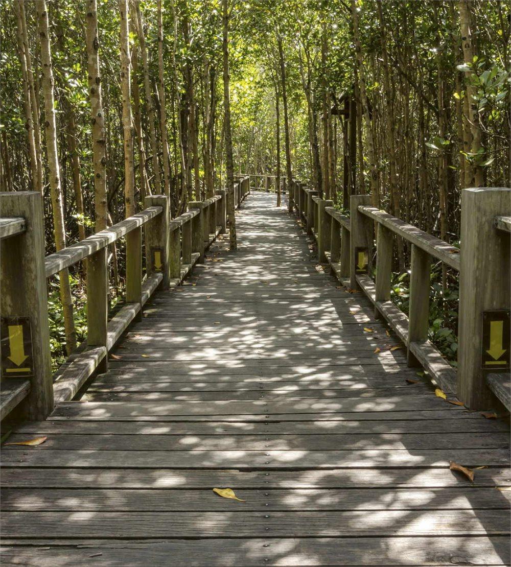 Fototapet "Mangrove-skog"