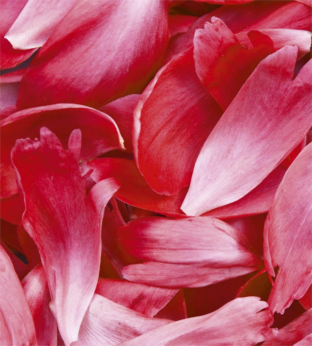 Fototapet "Röda kronblad"