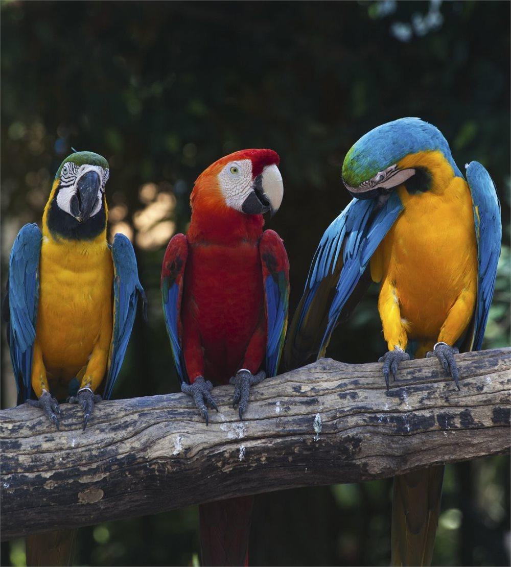Fototapet "Färgglada Macaw"