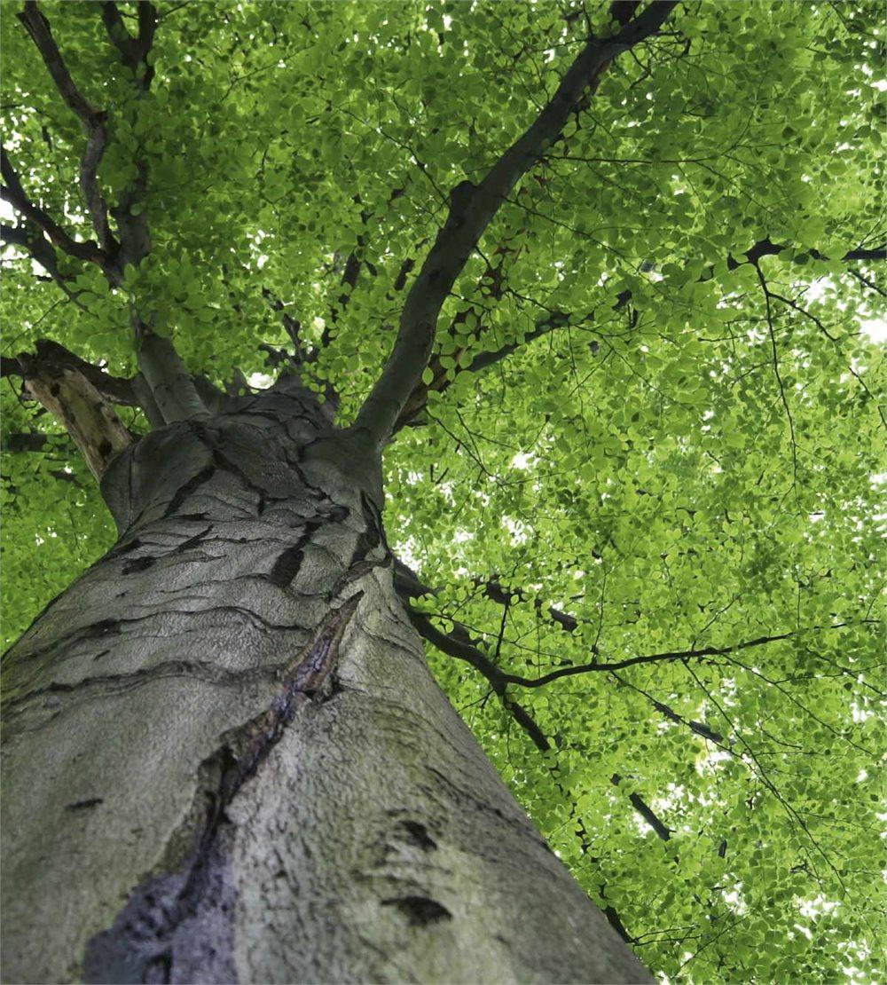Fototapet "Treetop"