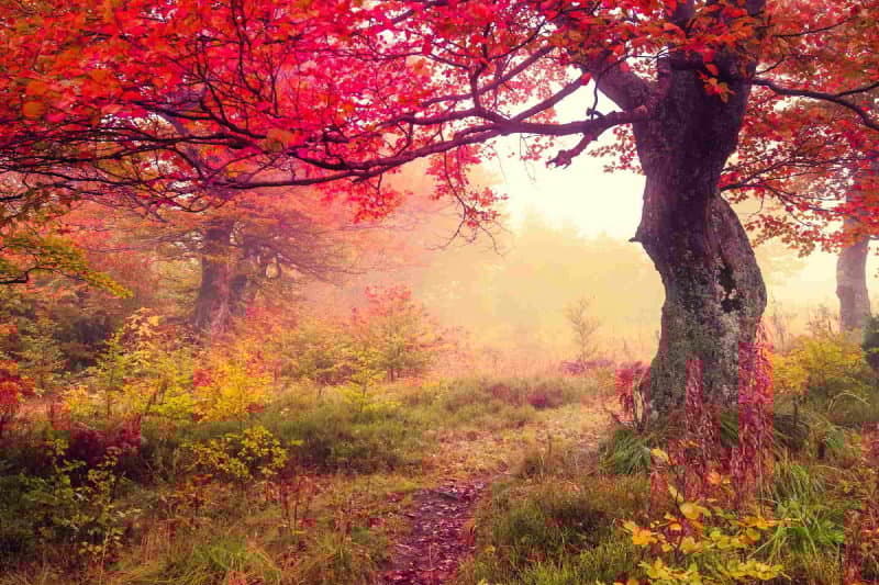 Wallpaper Autumn Tree