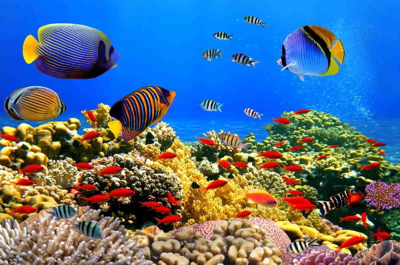 Wallpaper Mural Coral Colony Red Sea