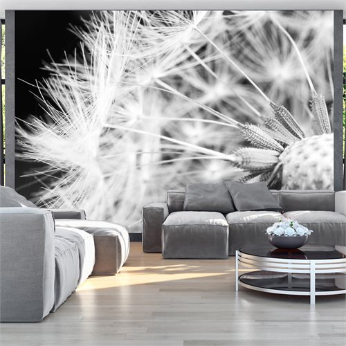 Bild av Fototapet - Black and white dandelion (350 x 245 cm)