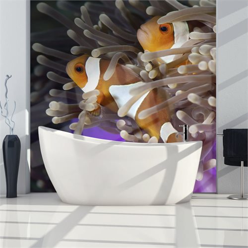 Bild av Fototapet - Clownfisk (350 x 270 cm)