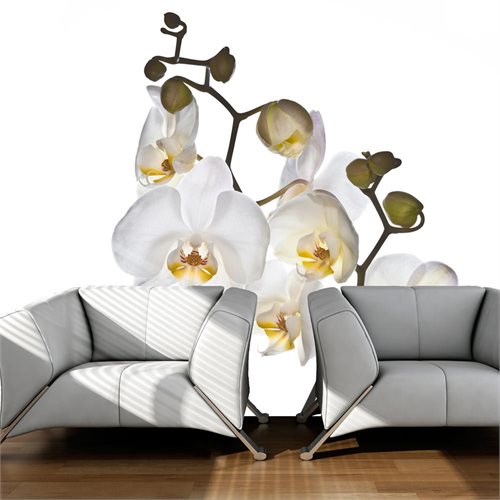 Bild av Fototapet - Shyness (400 x 309 cm)