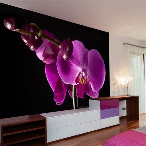 Bild av Fototapet - elegant orchis (400 x 309 cm)