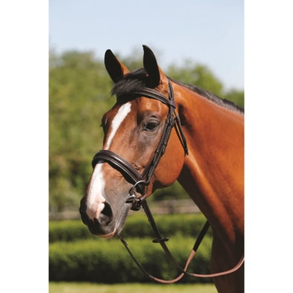 Mark Todd Padded Cavesson Bridle