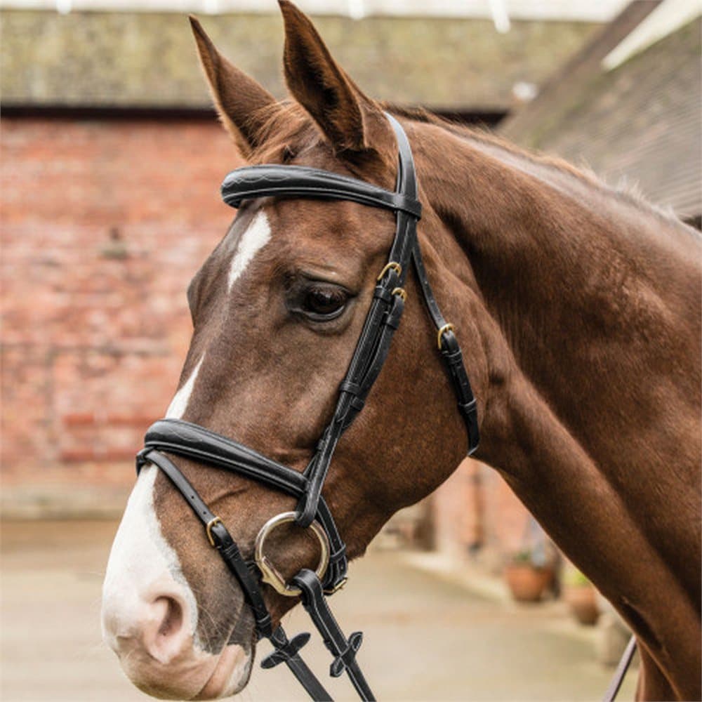 Mark Todd Raised Contrast Stitch Bridle
