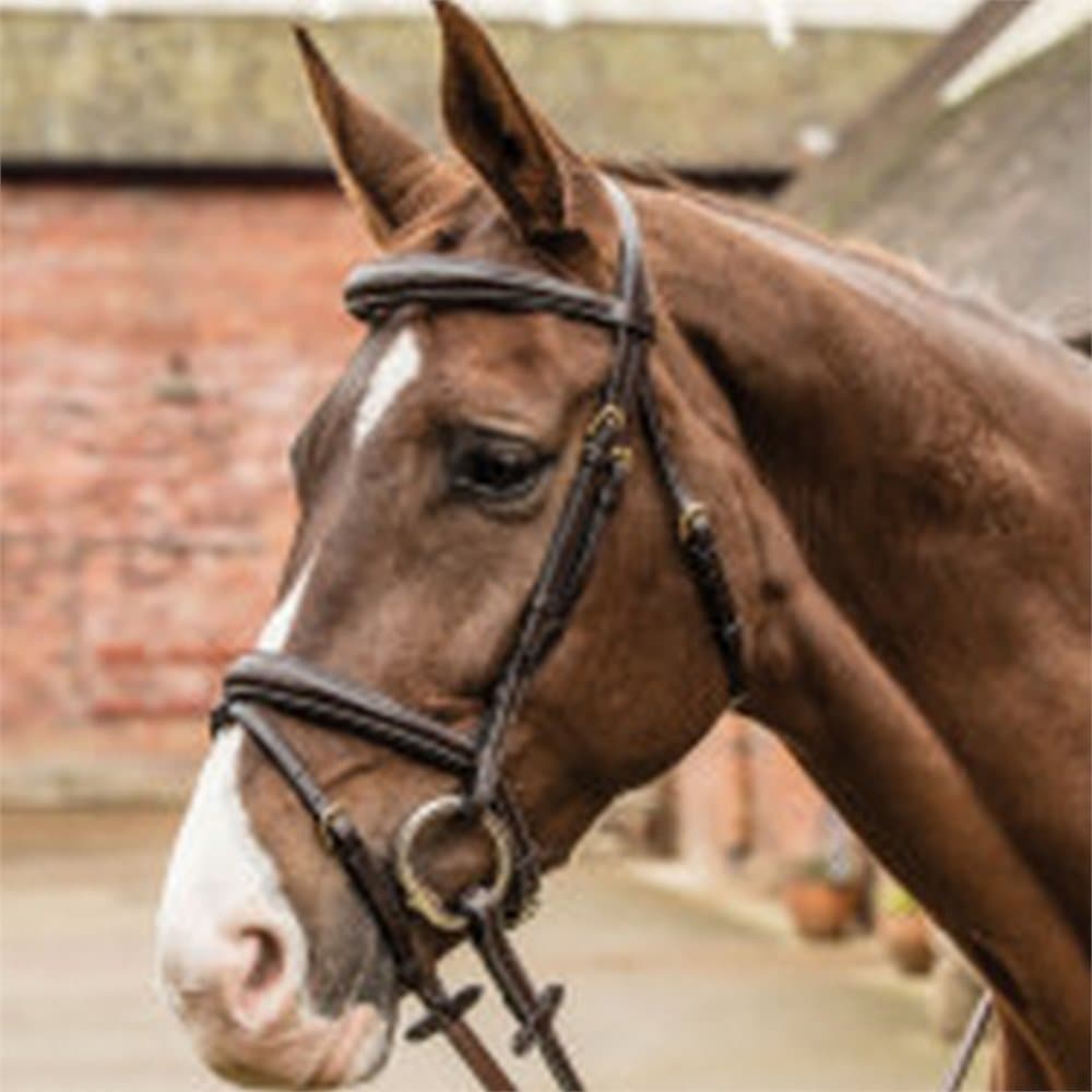 Mark Todd Raised Contrast Stitch Bridle