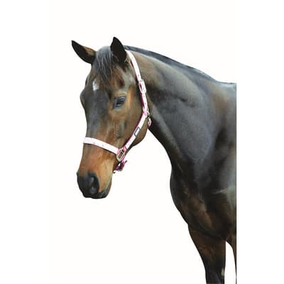 Roma Ribbon Headcollar