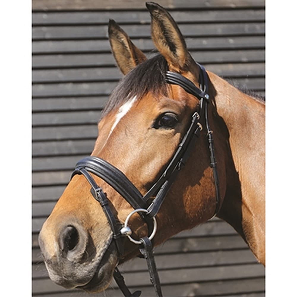 Mark Todd Padded Flash Bridle
