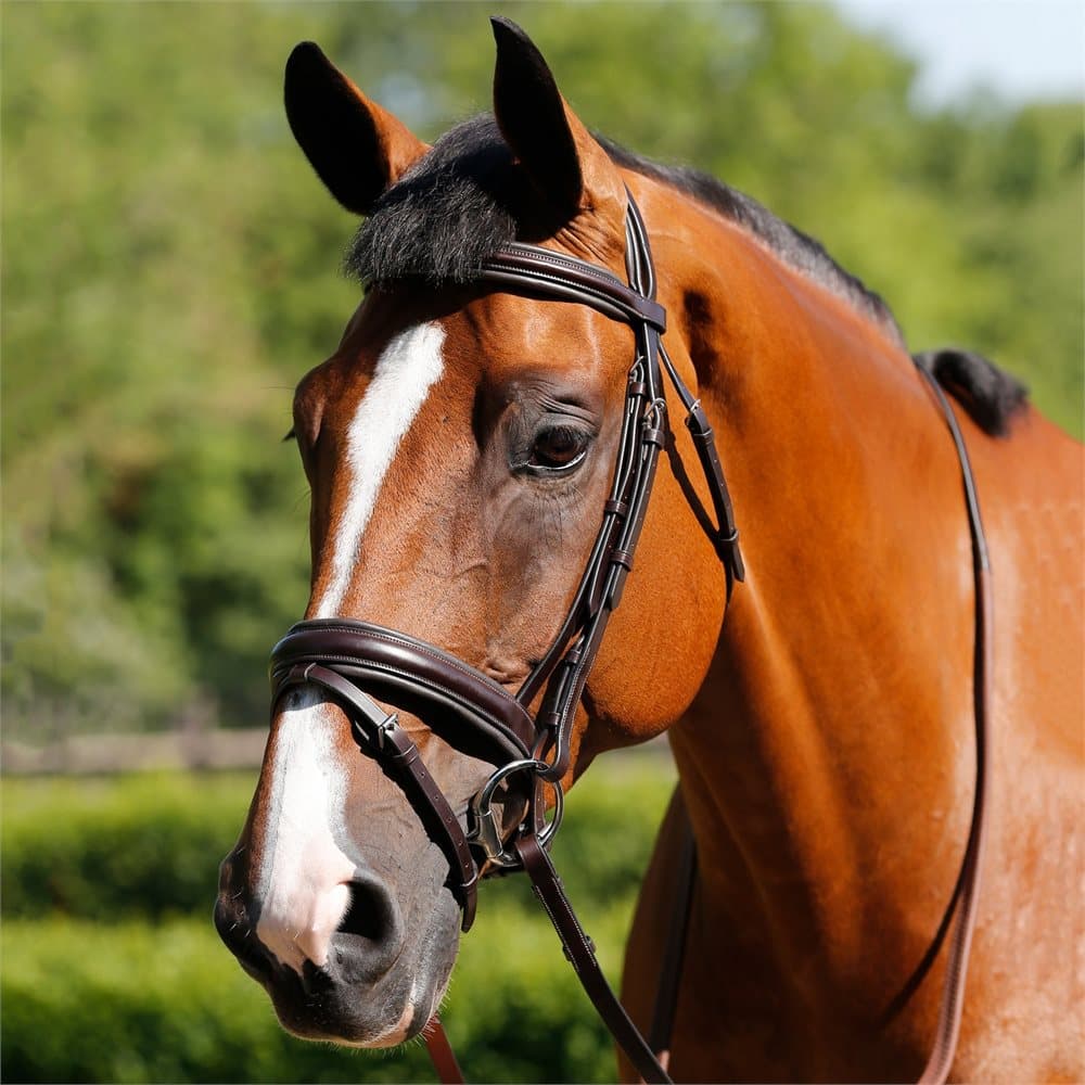 Mark Todd Padded Flash Bridle