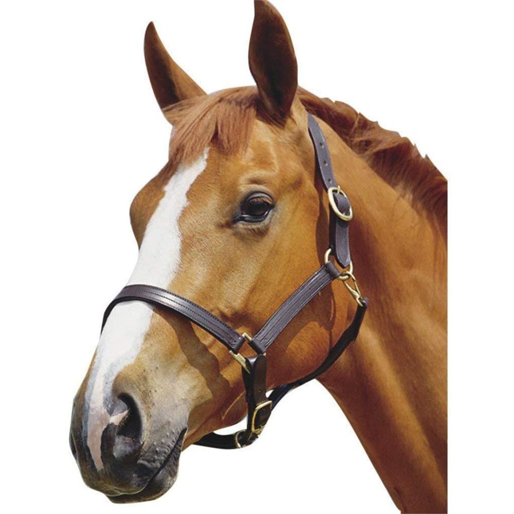 Kincade Triple Stitch Leather Headcollar