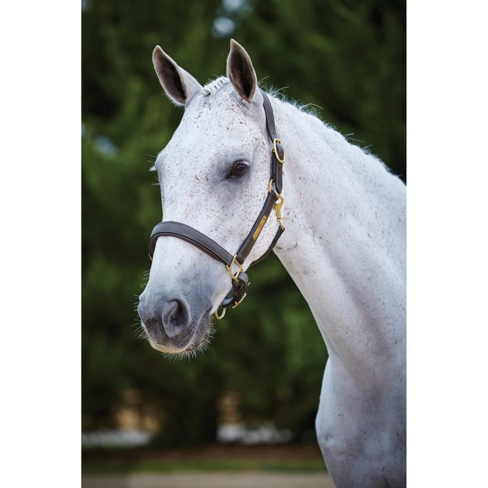 Kincade Leather Name Plate Headcollar