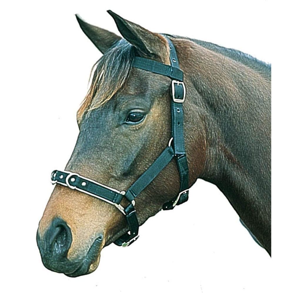 Kincade Nylon vadderad Lunge Cavesson