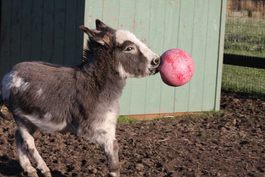 Jolly Ball 25 cm - Blød legekugle, som hesten kan underholde sig i timevis med