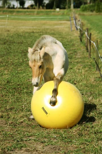 Maximus Power Play Ball - loistava pallo ponille ja hevosille. Pallo estää tylsyyden ja rohkaisee liikuntaan