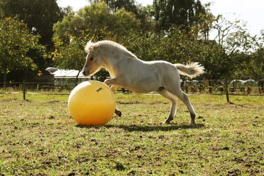 Maximus Power Play Ball - loistava pallo ponille ja hevosille. Pallo estää tylsyyden ja rohkaisee liikuntaan