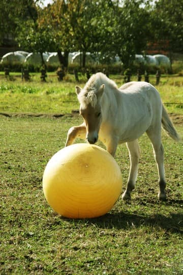 Maximus Power Play Ball - loistava pallo ponille ja hevosille. Pallo estää tylsyyden ja rohkaisee liikuntaan