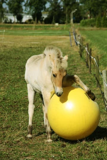 Maximus Power Play Ball - loistava pallo ponille ja hevosille. Pallo estää tylsyyden ja rohkaisee liikuntaan