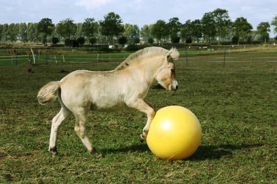 Maximus Power Play Ball - loistava pallo ponille ja hevosille. Pallo estää tylsyyden ja rohkaisee liikuntaan