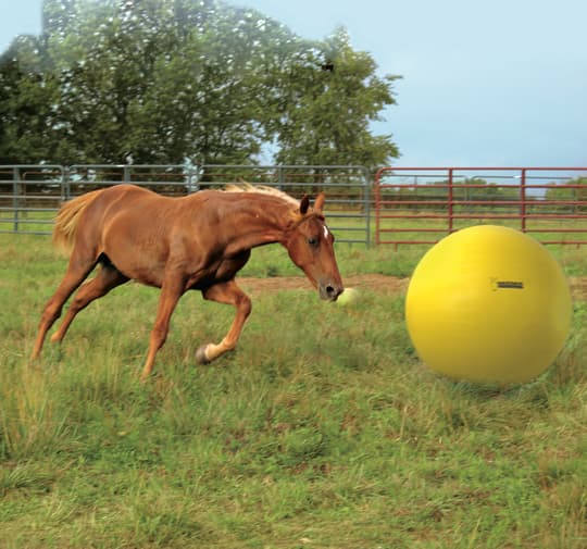 Maximus Power Play Ball - den ultimata lekbollen för ponnyer och hästar. Bollen förhindrar tristess och uppmuntrar träning.