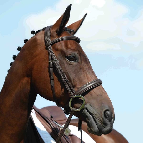 Collegiate Syntovia+ Hästbrynja Black Cob